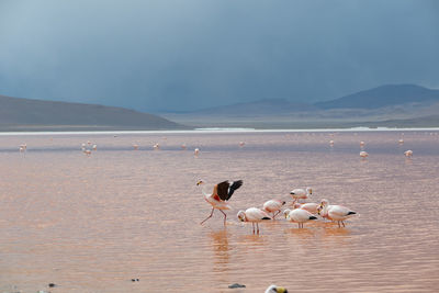 Flock of seagulls on shore