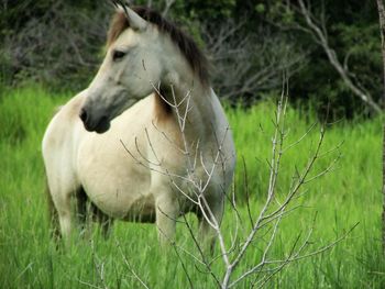 Close-up of horse on field