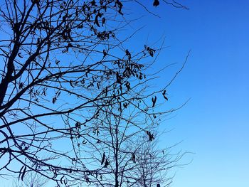 Low angle view of silhouette bare tree against clear blue sky