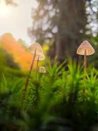 Close-up of mushroom growing on field