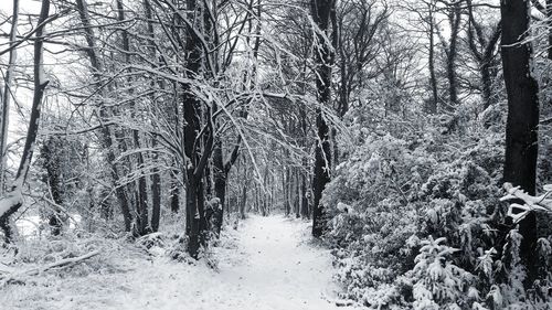 Bare trees in forest during winter