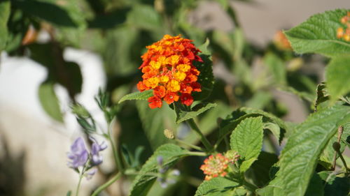 Close-up of orange flowering plant