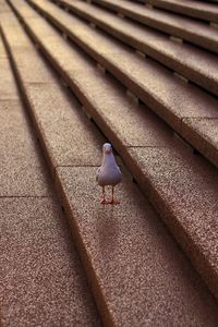 Shadow of bird on sand