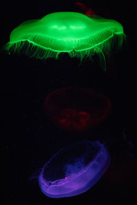 Close-up of jellyfish swimming in sea