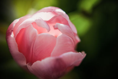 Close-up of pink tulip blooming outdoors