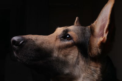 Close-up of a dog looking away