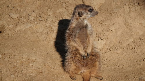 meerkat