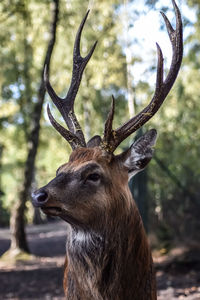 Close-up of deer