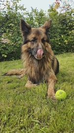 View of a dog on field