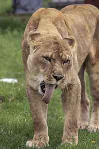 Close-up of a cat on field