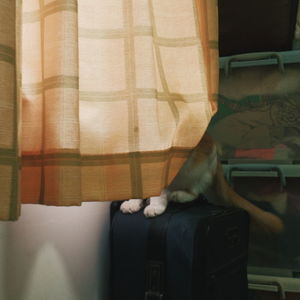 Close-up of man standing in curtain