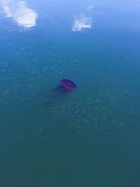 Close-up of fish swimming in sea