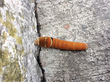 Close-up of insect on rock