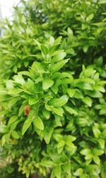 Close-up of green leaves