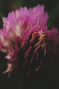 Close-up of pink flower blooming outdoors