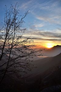 Scenic view of bare trees against sky during sunset