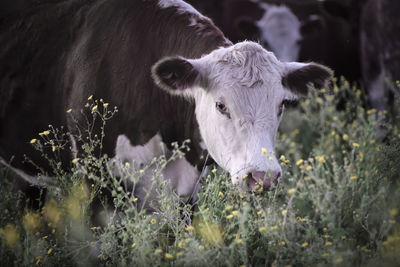 Close-up of horse on field