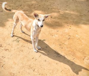 High angle view of street dog standing on field