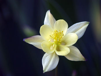 Close-up of white flower against black background