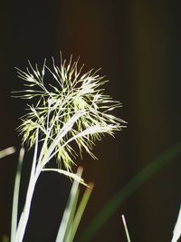 Close-up of dandelion on plant