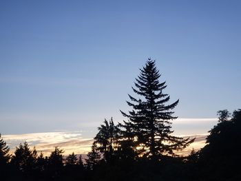 Low angle view of silhouette tree against sky during sunset