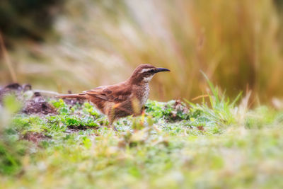 Bird on field