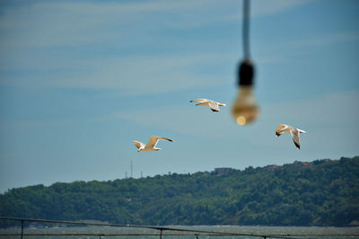 Seagulls flying in the sky