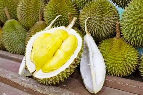 Durian montong