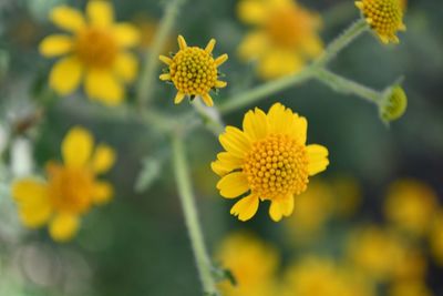 Close-up of yellow flowering plant