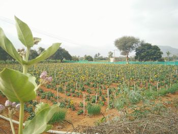 Close-up of plants against sky