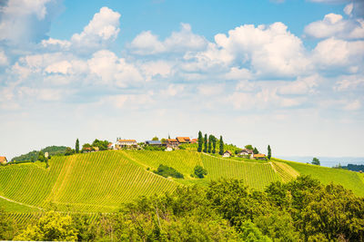 Scenic view of agricultural field against sky