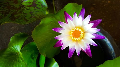 Close-up of purple water lily blooming outdoors