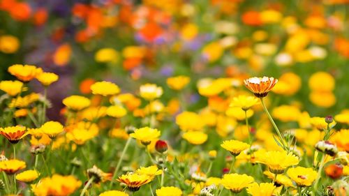 Close-up of yellow flowers