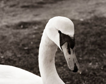 Close-up of swan