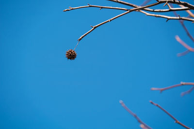 Low angle view of flowering plant against clear blue sky