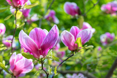 Close-up of pink flowering plant