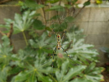 Close-up of spider web