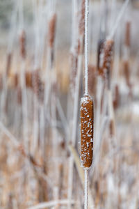 Close-up of frozen ice