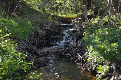 Stream flowing through forest