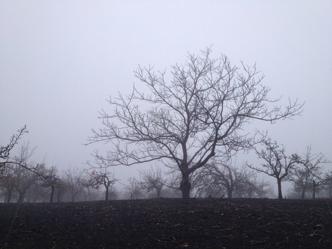 tree, bare tree, clear sky, tranquility, tranquil scene, field, landscape, branch, nature, scenics, copy space, beauty in nature, grass, sky, non-urban scene, growth, solitude, outdoors, day