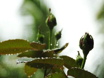 Close-up of wet plant leaves