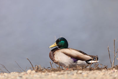 Side view of male mallard duck on lakeshore