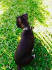 Dog on field