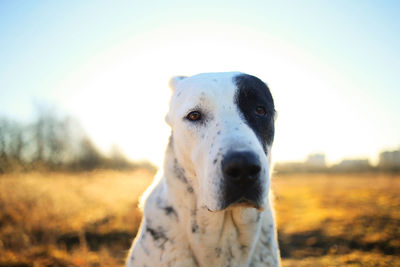 Close-up portrait of a dog on field