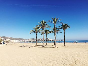 Palm trees on beach against clear blue sky