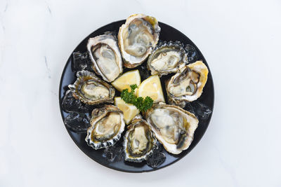 High angle view of oysters in plate against white background
