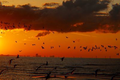 Birds flying over sea against orange sky