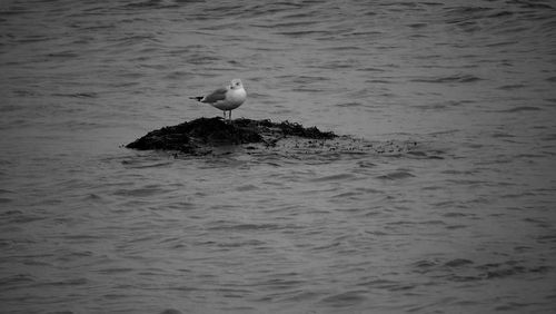 Seagull perching on a sea