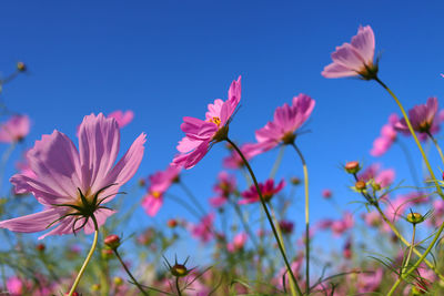 Close-up of pink cosmos flowers against clear blue sky