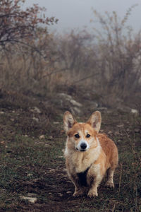 Portrait of dog on field